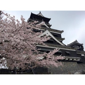 春櫻九州｜櫻花名所～一心行大櫻．舞鶴公園．粉櫻熊本城．稻佐山斜坡車體驗．雙溫泉六日|台中出發_26KMJ6D007