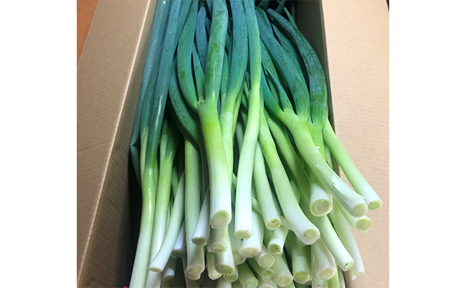 生産農家直送　京野菜・九条ねぎ　約4kg