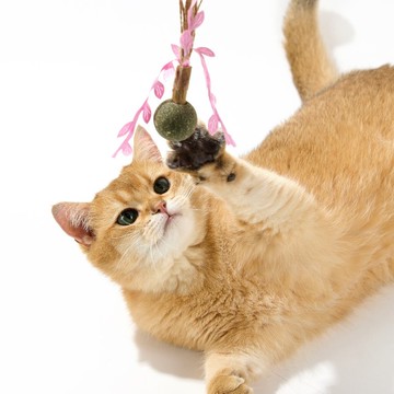 【LUUKS UP】願望種子貓玩具 | 每一顆種子都代表著不同心願