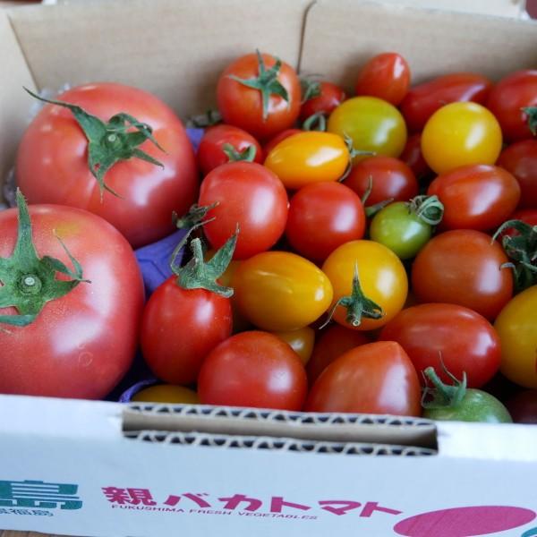 [予約 5以降お届け]親バカトマト2個とミニトマト800gの詰め合わせ 約1kg  選べるミニ  いわき市産 助川農園 農園直送 ギフト
