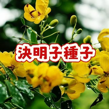 🔥台灣現貨【決明籽種子】🌱中藥  當季新籽 產量高 新手易種植 發芽率高 陽台庭院盆栽 超優惠 #可食用
