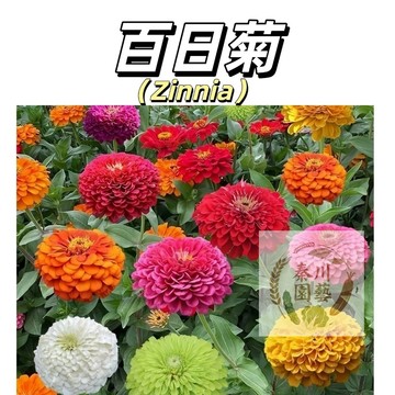 台灣現貨（百日菊種子）百日草花種子 矮杆重瓣大花百日菊 懶人四季可種耐寒耐熱多年生易種 開花超美花海類@林木花卉種子