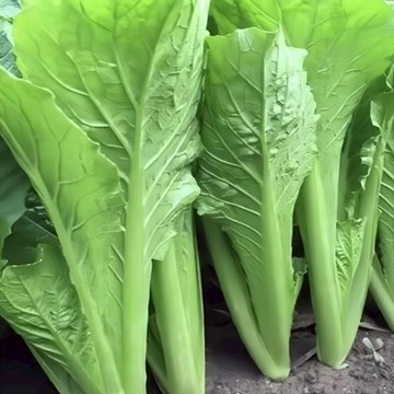 🥬【春菜種子】耐寒性強/低溫發芽快/播種30天可採收/四季可種植/生長整齊度高/可連續採收外葉/節省種植空間