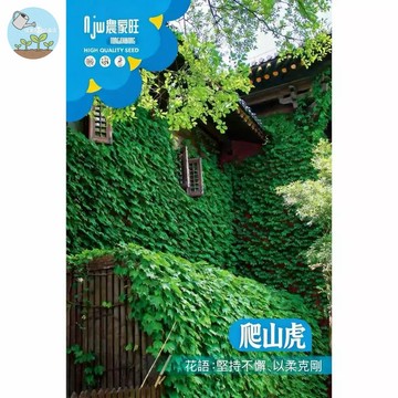【原廠包裝】台灣現貨 爬山虎種子(Climbing fig)1克裝 攀藤植物 牆面綠化 遮陽降溫 耐熱好種 室內外盆栽