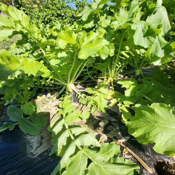 販売期間2023 12 31まで 野菜 セット・詰め合わせ 信州　冬野菜セット　10品目 産地直送