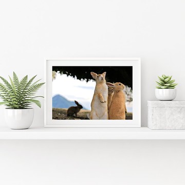 兔子攝影藝術微噴作品 - 眾生