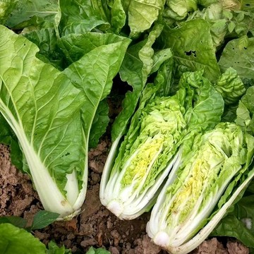🥬【冬季鮮甜王】奶油快菜種子｜耐零下 5 度低溫 霜凍後更清甜 30 天速採收 甜嫩奶油口感 陽台冬季蔬菜種籽
