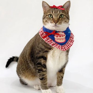 【尾巴丘 Tailshill】草莓甜心/生日派對領巾 M號 三角巾 手工原創 寵物領巾 貓狗適用 台灣老師傅純手工打造