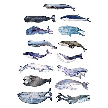 蕉蕉購物 水彩鯨魚書籤 獨特水彩風格 輕巧材質 閱讀好心情  水彩鯨魚  1組