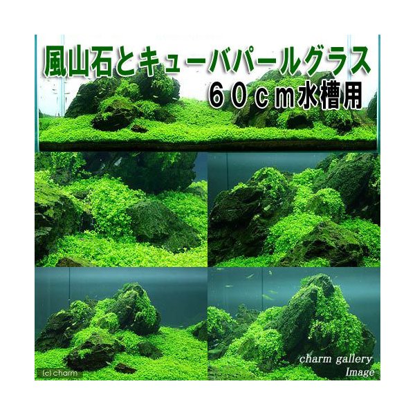 総合ランキング1位 水草 風山石とキューバパールグラス ６０ｃｍ水槽用レイアウトセット 無農薬 本州四国限定 人気満点 R4urealtygroup Com