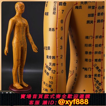 {可打統編 保固一年}政河針灸穴位人體模型人十二經絡小皮人扎針銅人穴位圖教學練習