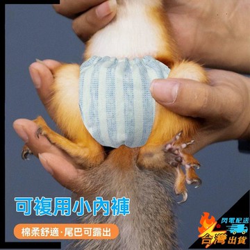 【台灣出貨】小松鼠尿不溼 尿褲 換洗尿布 尿墊 外出用品 防亂尿亂拉 重複使用 小寵專用品 鼠鼠尿不濕 松鼠紙尿褲
