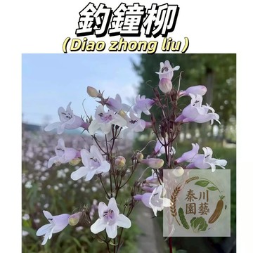 【快速發貨】釣鐘柳種子 毛地黃釣鐘柳盆栽多年生常綠宿根花鏡 花卉植物耐寒耐熱 庭院皮實 #林木花卉種子