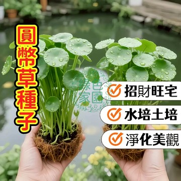 現貨🍀招財水培首選🍀 金錢草圓幣草銅錢草種子 水生盆栽 室內綠化 水耕土耕均可 生命力強 新手必備 招財進寶 風水植物