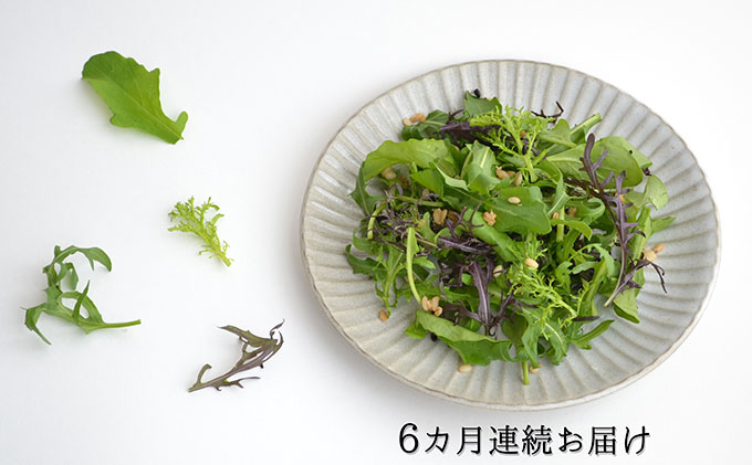 ハーブ野菜の詰め合わせ（総量約450g×6回）