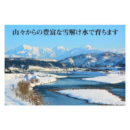 ふるさと納税 農家直送！ 魚沼産 コシヒカリ 精米 10kg （ 5kg × 2袋 ） 3ヶ月 連続お届け （ 米 定期便 こしひかり お米 こめ コメ 魚沼産.. 新潟県魚沼市