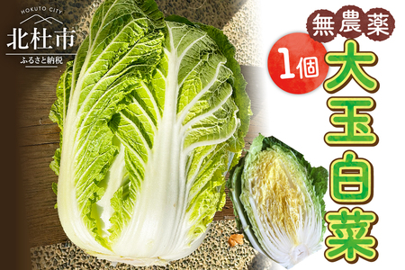 無農薬大玉白菜　1個　山梨県北杜市白州産