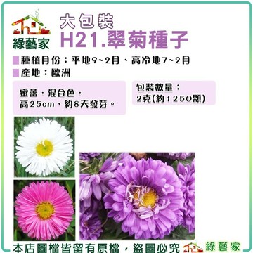 【綠藝家】大包裝H21.翠菊(蜜蕾，混合色，高25cm)種子2克(約1250顆)(花卉種子)