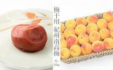 （3L－10Kg）熟南高梅＜2024年6月中旬～7月7日発送予定＞