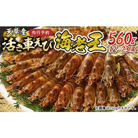 ふるさと納税 S005-006_《美味しさの極み》天草産・幸福堂の活き車えび『海老王』（560g）〈先行予約〉 熊本県天草市