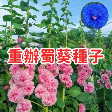 【重辦蜀葵種子】高大花卉 庭院花壇 多年生 多色混合 花型飽滿 易種植 耐熱 台灣氣候 陽台盆栽 觀賞植物 花園造景