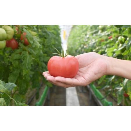 ふるさと納税 さやまるプロジェクトの朝採り完熟トマト(1.5kg) 長野県長野市