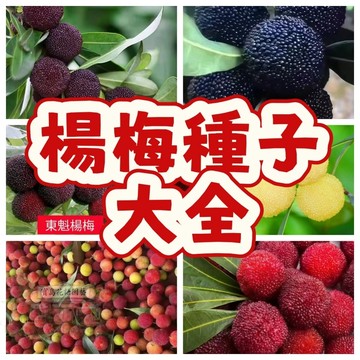 💥純甜楊梅種子 ym 大果楊梅種子 今年新籽 發芽率高 產量高 適應性強 長勢旺盛  營養豐富 新手易種易活