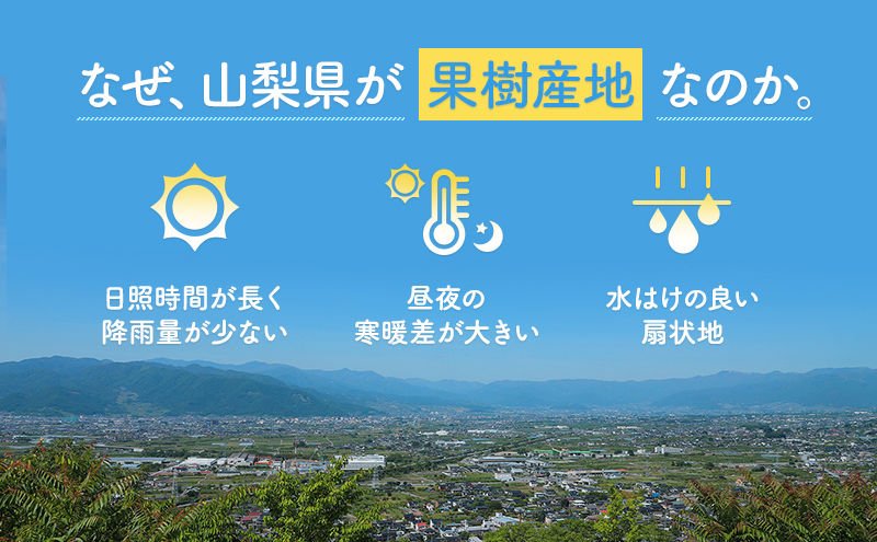 山梨県産 旬の桃 2回発送 (白鳳2kg以上・白桃2kg以上)ふるさと納税 先行予約