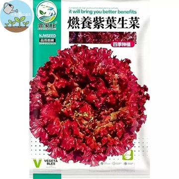 【原廠包裝】紫葉生菜種子 台灣現貨 沙拉必備 觀賞食用 居家盆栽 陽台水耕 簡單好種 新手友善 生菜自由 家庭菜園
