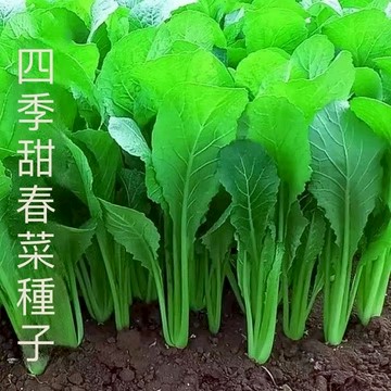現貨 春菜（100粒）四季甜春菜小春芥菜四季高產老品種春菜種子種下45天可收成撒地就活 超低價