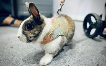 SHAPU La-大角度胸背衣-百花(不含牽繩)