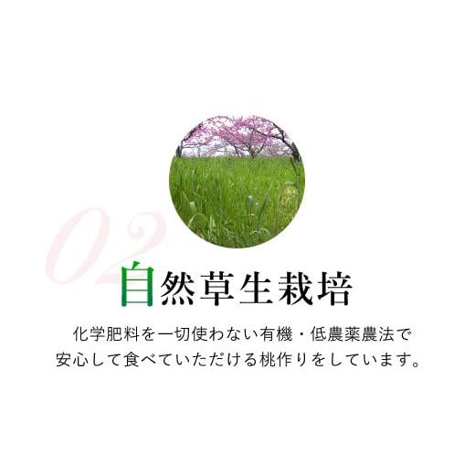 ふるさと納税 山梨県 笛吹市 ＜2024年先行予約＞特大桃 5〜6個入り 約2.0kg 山梨一宮産の桃 朝採り 産地直送  088-001