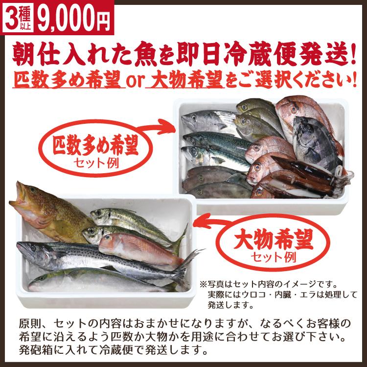 お歳暮 鮮魚ボックス 朝獲れおまかせ鮮魚セット9000円 コース (３種以上)詰め合わせ　 ウロコ・内臓・エラ処理済み