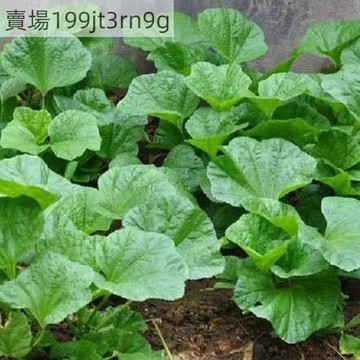 現貨 冬寒菜種子（500粒）四季東葵菜 冬莧菜 馬蹄菜高鈣菜 蔬菜種子 滑滑菜 盆栽蔬菜 盆栽野菜 四季蔬菜種子
