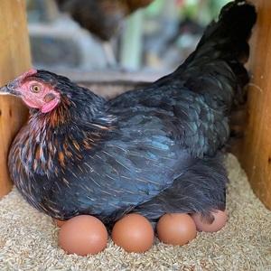 ふるさと納税 すぎう卵の野良飼い有精卵18個 [0033-0002] 千葉県鴨川市
