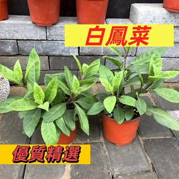 【台灣現貨】白鳳菜種子 片仔癀種子白冬楓種子｜本土青草 養生首選｜煮湯炒麻油 媽媽的味道｜陽台好種 多年採收