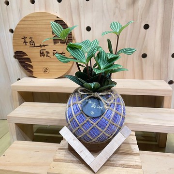 【植蕨所在】 多葉蘭 水苔球 水苔球植物 新手植物 室內擺設 居家