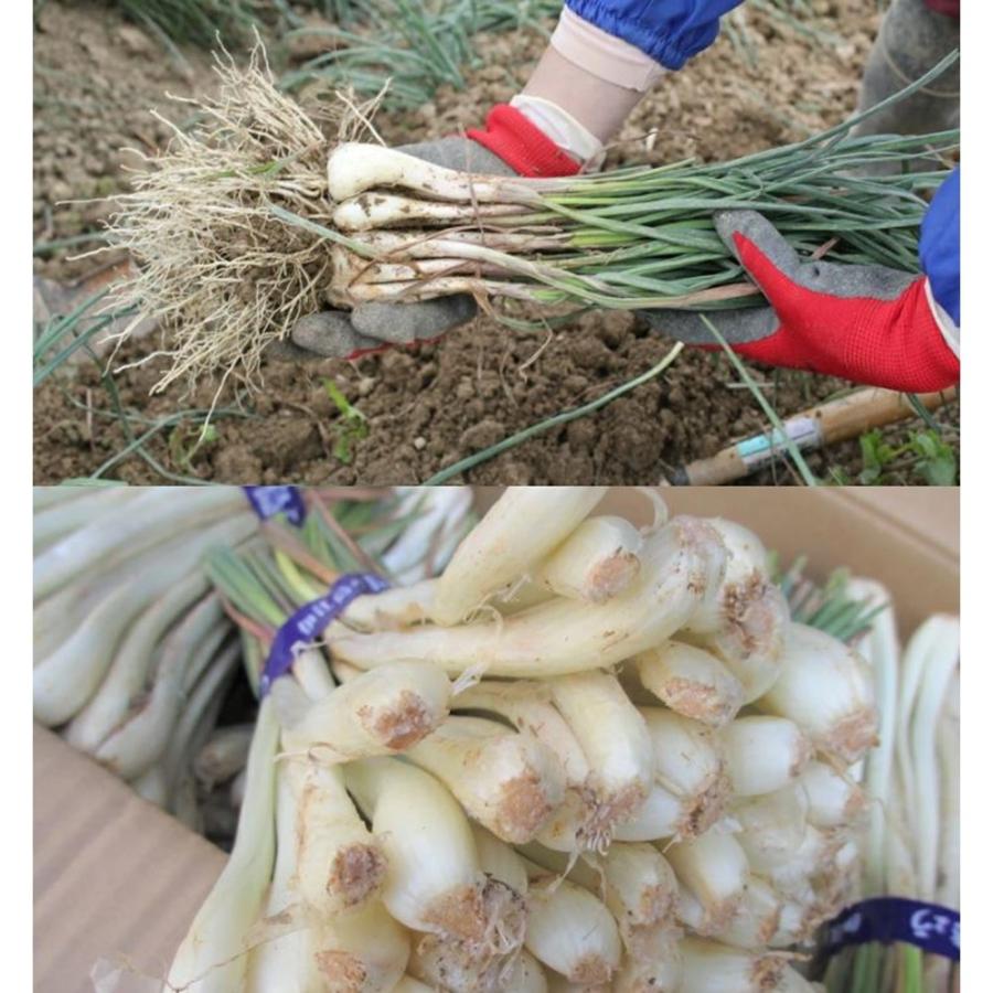 沖縄産島らっきょう 2kg 沖縄 人気 南国野菜 希少 土産