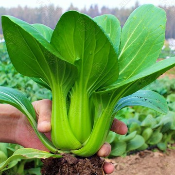 🥬【青江菜種子】（120粒入）湯匙菜 青江白菜 青油菜 青梗白菜 清江菜 新手懶人蔬菜種子田園盆栽農家蔬菜