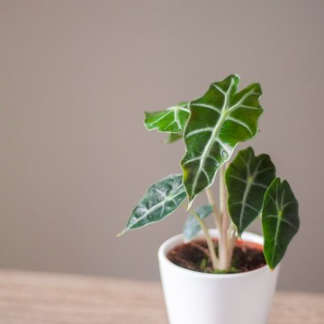 黑葉觀音蓮盆栽