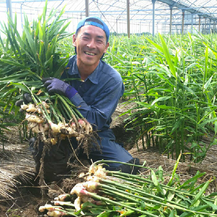 先行予約！2024年8～10月発送 新生姜 約2kg   ショウガ しょうが 生姜   南島原市   ふくはちファーム[SBS016]