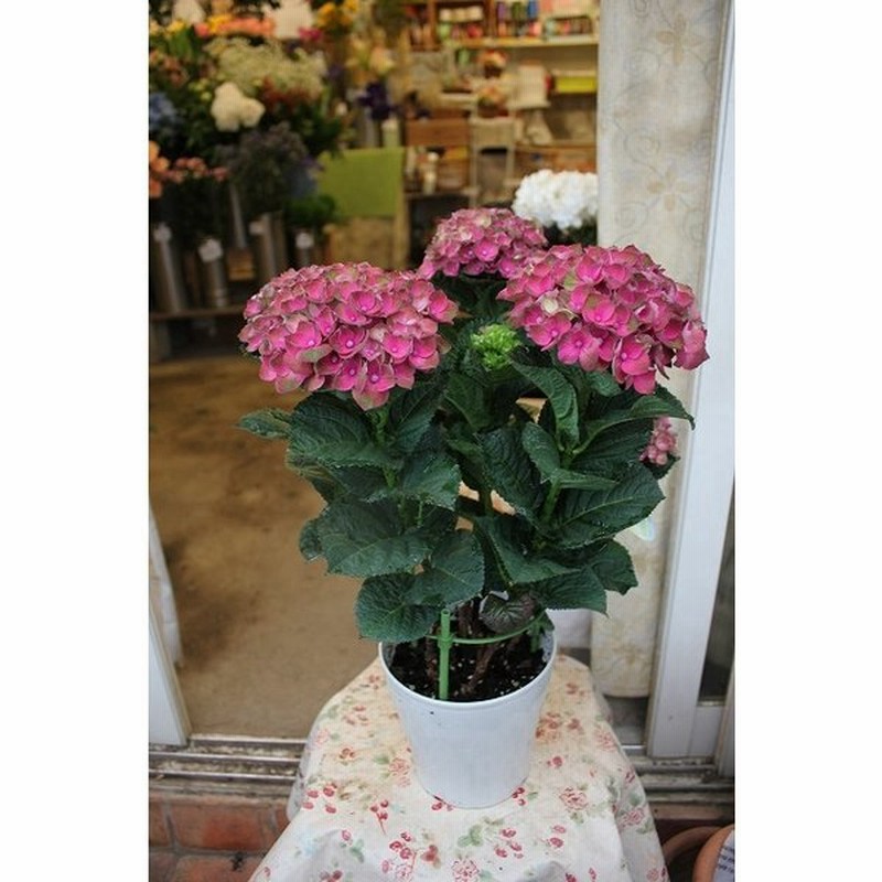 アジサイ 苗 鉢花 紫陽花 鉢植え お買い得商品 マジカル レッドアメジスト レッド５号鉢 ２２ 通販 Lineポイント最大0 5 Get Lineショッピング