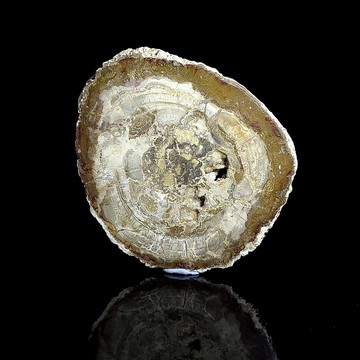 【木化石】- 800