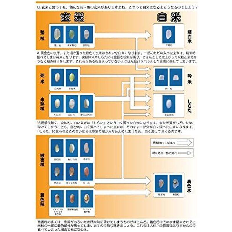 おぼろづき 玄米 30kg 令和４年産 北海道産