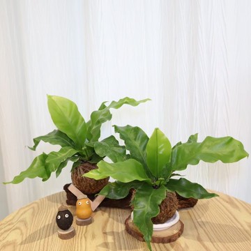 |山蘇苔球| 贈送塑膠底座 / 植男人紳 手作苔球