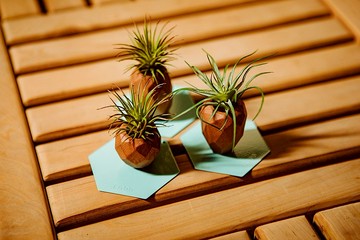 SNAP FROOTS 水果西拿 磁吸原木植物盆 木色