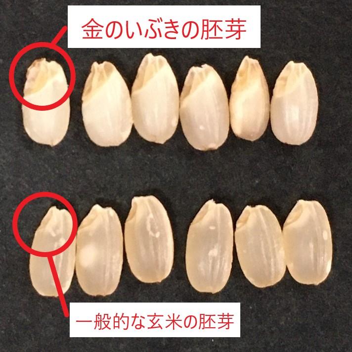 金のいぶき 玄米 8kg 令和4年産 玄米ダイエット 玄米食専用米 宮城県 2kg×4袋