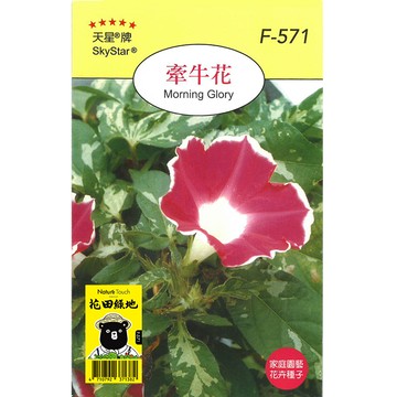 花田綠地種子 牽牛花