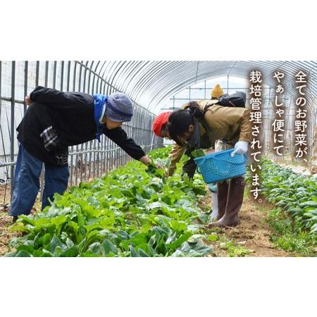 ふるさと納税 五島列島の旬野菜セット7?10品目 おまかせ おたのしみ 詰め合わせ 五島市 五島のやぁしゃ便 [PBG002] 長崎県五島市