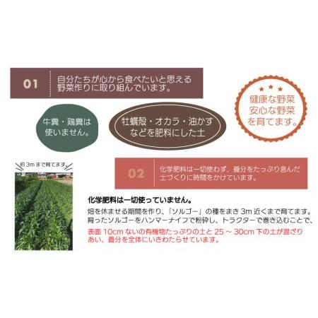 ふるさと納税 無農薬 野菜 おまかせ セット 5〜7品 香川県さぬき市